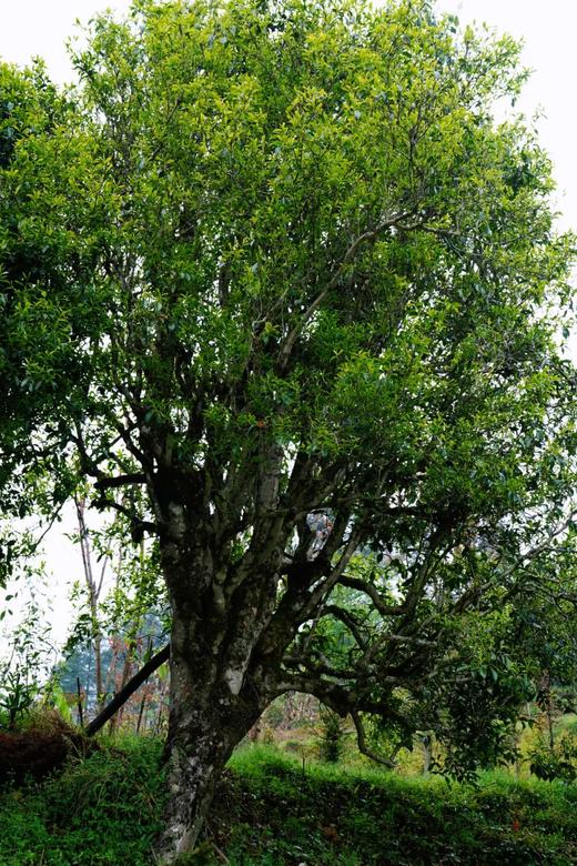 4月11日中午12点【团结丫口茶王地】2026年春茶预售茶界鼎级稀缺王比冰岛老寨茶王地更稀缺更高奢的鼎级产品，357克/饼 商品图5