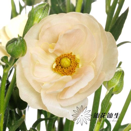 配花 ｜ 蝴蝶洋牡丹油画 商品图0