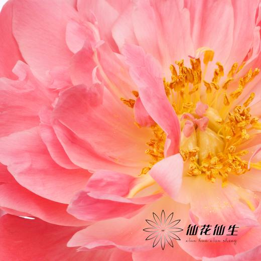 【昆明仓】国产芍药 | 夏威夷珊瑚（有几率开成单瓣，介意慎拍） 商品图8