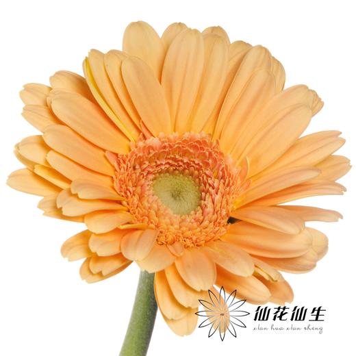 非洲菊 | 悉尼 商品图3