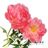 【昆明仓】国产芍药 | 夏威夷珊瑚（有几率开成单瓣，介意慎拍） 商品缩略图5