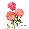 【昆明仓】国产芍药 | 夏威夷珊瑚（有几率开成单瓣，介意慎拍） 商品缩略图2