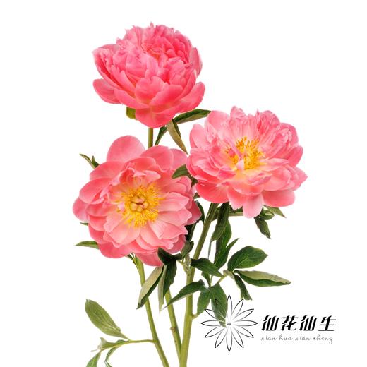 【昆明仓】国产芍药 | 夏威夷珊瑚（有几率开成单瓣，介意慎拍） 商品图2