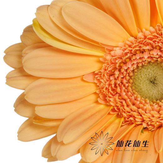 非洲菊 | 悉尼 商品图1