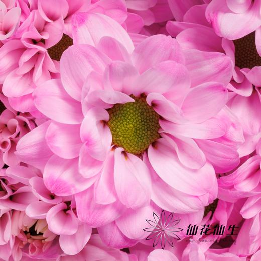 小菊 | 染色小菊粉色【人工吸染，有色差，慎重下单】 商品图2