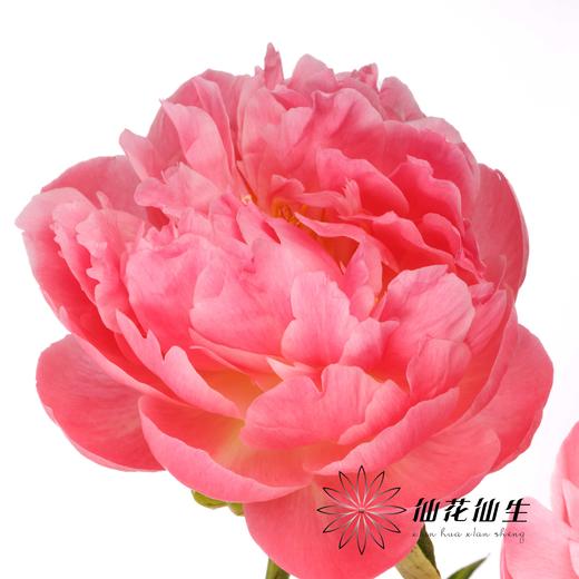 【昆明仓】国产芍药 | 夏威夷珊瑚（有几率开成单瓣，介意慎拍） 商品图11