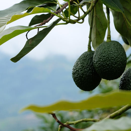 【即食牛油果】产自秘鲁，即食便捷，无需催熟，收到即可食用，避免外熟内生 商品图5