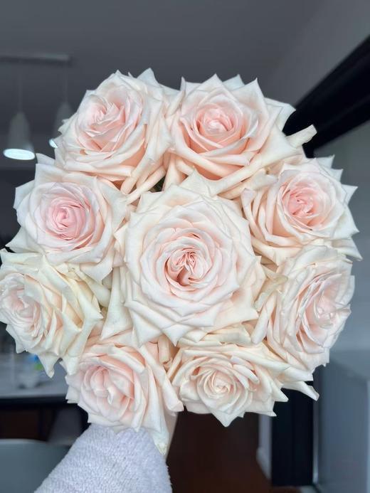 星座系列单头玫瑰20枝 商品图0