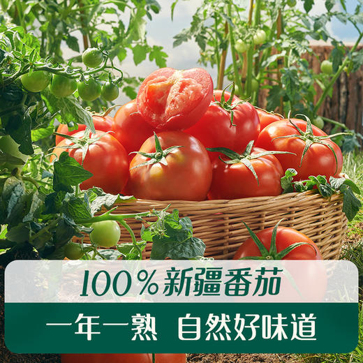 【惊喜5折券可用】英氏忆格婴幼儿番茄拌拌酱120g(12袋装） 商品图1