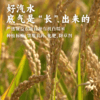 【新品】米酿汽水【基地直发】 自然农法有机白糯米自然发酵 米香淡雅 清爽解腻 一拉即开 商品缩略图5