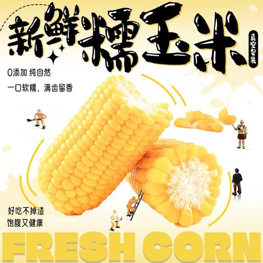 【福建高山水果糯玉米】 永泰高山育种 四季轮作种一季产一季鲜一季  商品图1