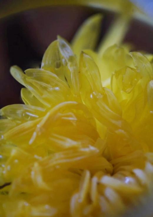 杞里香金丝皇菊  26Y04052- 商品图6