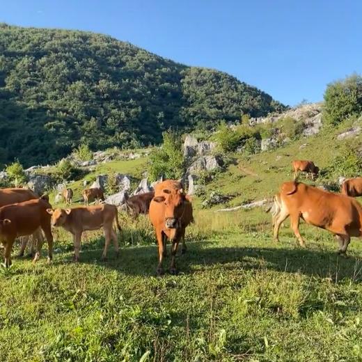 【高峰小黄牛】来自云南临沧大山，每天在海拔2000米的高山上“暴走”20公里，喝山泉水、吃中草药，肉质紧实得像健身教练，高蛋白、低脂肪，铁含量比普通黄牛高出一大截。 拒绝注水肉，拒绝冷冻僵肉。 商品图3