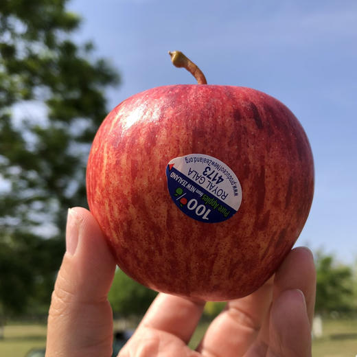 预售：石家庄优选仓库速达，新西兰加力果，脆甜多汁小苹果，皮薄肉厚，酥脆无渣，爽脆可口，10枚散装 商品图2