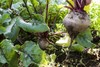 云南有机红甜菜  来自泥土的甜蜜  大地的本味 商品缩略图0