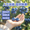 热卖！“护眼小甜水”！圆蓝NFC蓝莓原汁 90ml*10袋*1盒 商品缩略图4