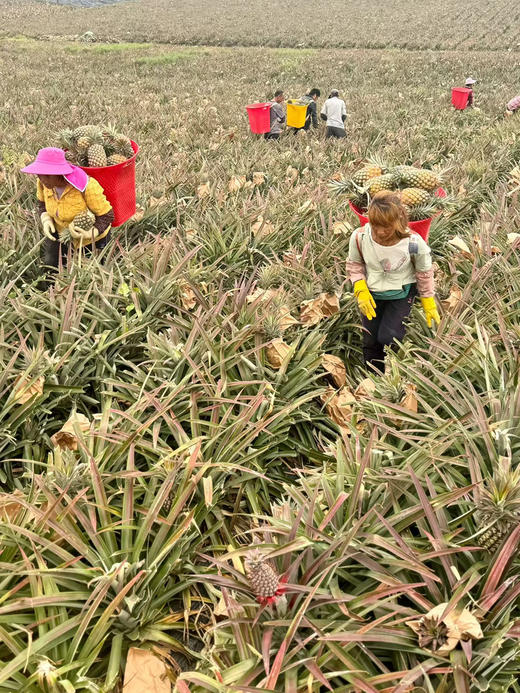 凤梨 树熟超甜果 商品图11