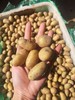 云南高山有机认证土豆【2026年新土豆】有机黄土豆  黄心香软   美味十足 商品缩略图4