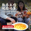 【杨博士】土鸡蛋不土包赔正宗深山散养土鸡蛋新鲜草鸡蛋 40g-50g/枚 商品缩略图1