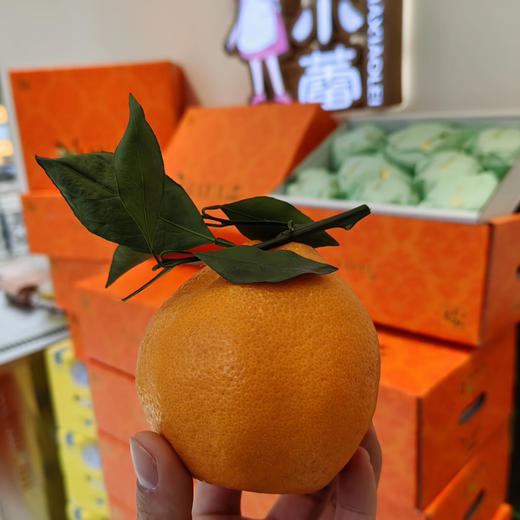 石家庄优选仓库速达，探蜜熊®大雅柑，果肉脆嫩饱满，颗粒分明，橘味浓郁，满口爆汁，净重6.5斤礼盒装 商品图6