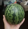 【这个价格炸天啦❗️抢特小凤西瓜】要吃趁现在 特小凤西瓜🍉脆甜👍今年第一口西瓜就吃江苏特小凤.xb 商品缩略图1