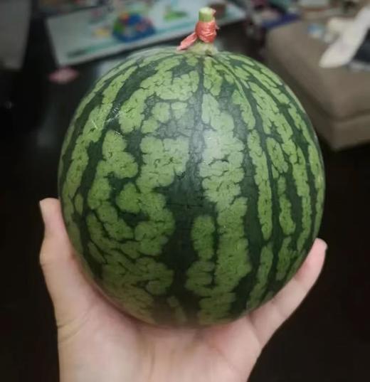 【这个价格炸天啦❗️抢特小凤西瓜】要吃趁现在 特小凤西瓜🍉脆甜👍今年第一口西瓜就吃江苏特小凤.xb 商品图1