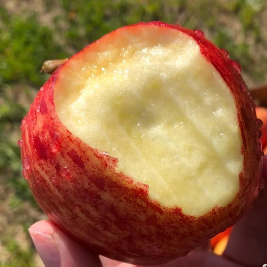 预售：石家庄优选仓库速达，新西兰加力果，脆甜多汁小苹果，皮薄肉厚，酥脆无渣，爽脆可口，10枚散装 商品图5