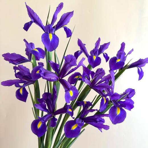 配花 | 鸢尾香港 商品图0