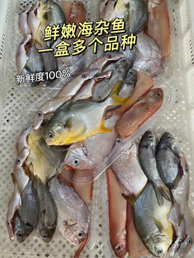 xm已处理去内脏！！今日4.11号刚到新鲜度100分🔥纯深海杂鱼，一份品尝多种海鱼，告别选择困难！红烧、酱焖、煮汤、香煎…鲜活冻处理好去肚内脏，怎么折腾都好吃！