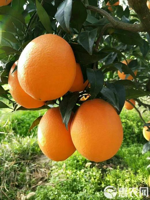 B1F【水果】纽荷尔脐橙  规格：3斤 （取货日期：4月16日） 商品图1