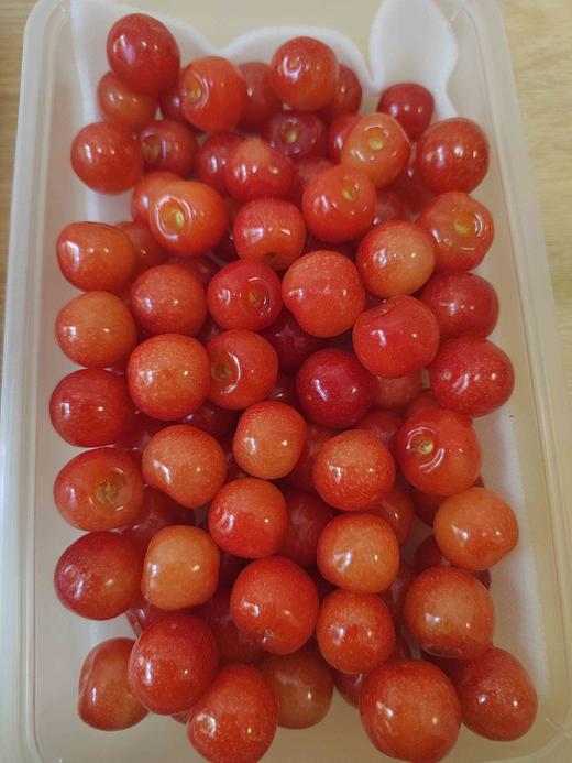 零农残深山老品种小樱桃｜当天摘当天发｜按订单顺序发货｜永仁顺丰 商品图10