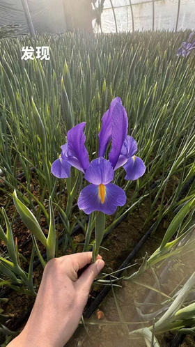 【国产】鸢尾-发现 约 10 枝/扎