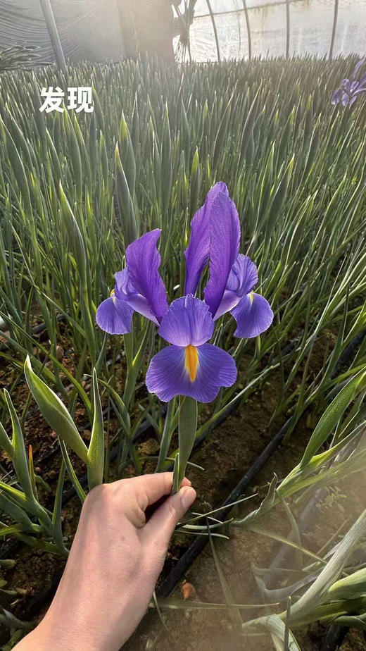 【国产】鸢尾-发现 约 10 枝/扎 商品图0