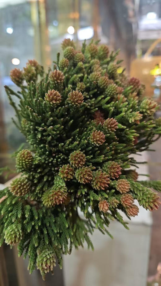 【南非进口】严星果 约10枝/扎 商品图4