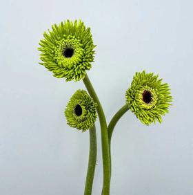 非洲菊 | 绿色爱丁堡