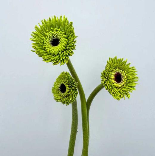 非洲菊 | 绿色爱丁堡 商品图0