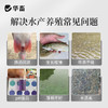 华畜浓缩乳酸菌水产养殖专用菌种鱼塘虾蟹塘鱼缸水族净水调节肠道 商品缩略图1