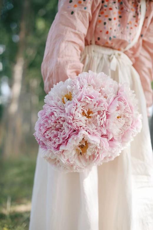 【预售！4.20起陆续发出】粉色魅力【人间四月天，芍药铺庭前】简小姐精选粉色新品 粉色魅力5枝 2件顺丰包邮 商品图5