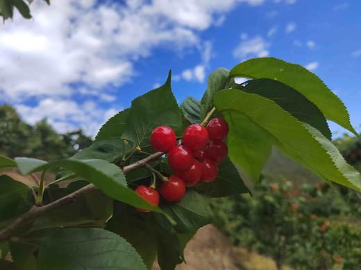 零农残深山老品种小樱桃｜当天摘当天发｜按订单顺序发货｜永仁顺丰 商品图7