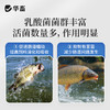 华畜浓缩乳酸菌水产养殖专用菌种鱼塘虾蟹塘鱼缸水族净水调节肠道 商品缩略图2