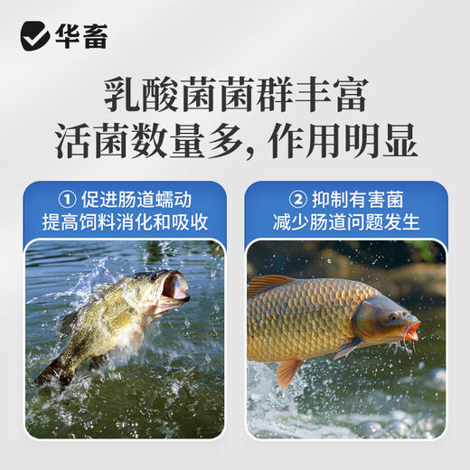 华畜浓缩乳酸菌水产养殖专用菌种鱼塘虾蟹塘鱼缸水族净水调节肠道 商品图2