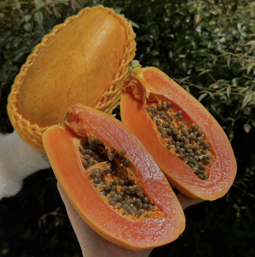 鱼子酱木瓜（散称15.8/斤 称重补差）