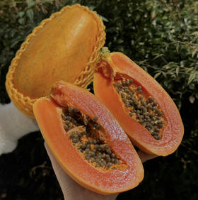 鱼子酱木瓜（散称15.8/斤 称重补差）