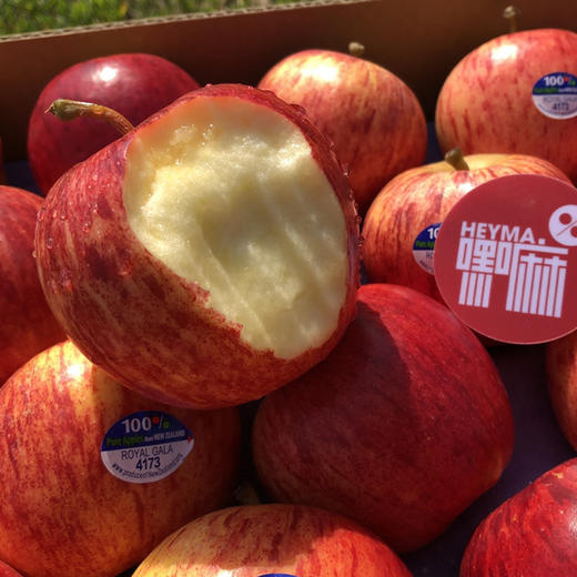 预售：石家庄优选仓库速达，新西兰加力果，脆甜多汁小苹果，皮薄肉厚，酥脆无渣，爽脆可口，10枚散装 商品图1