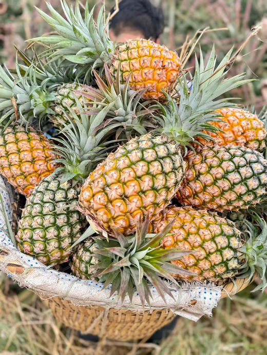 凤梨 树熟超甜果 商品图9