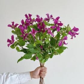 配花 | 铁线莲丁香