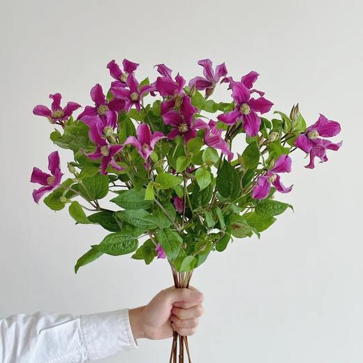 配花 | 铁线莲丁香 商品图0