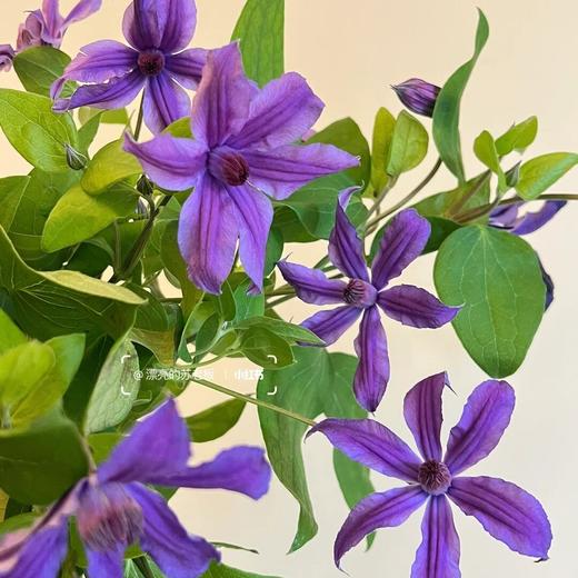 配花 | 国产铁线莲蓝丝带 商品图0