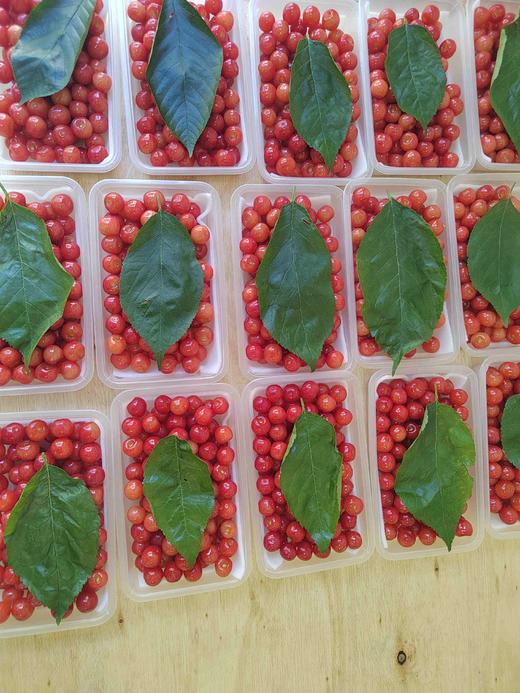 零农残深山老品种小樱桃｜当天摘当天发｜按订单顺序发货｜永仁顺丰 商品图12