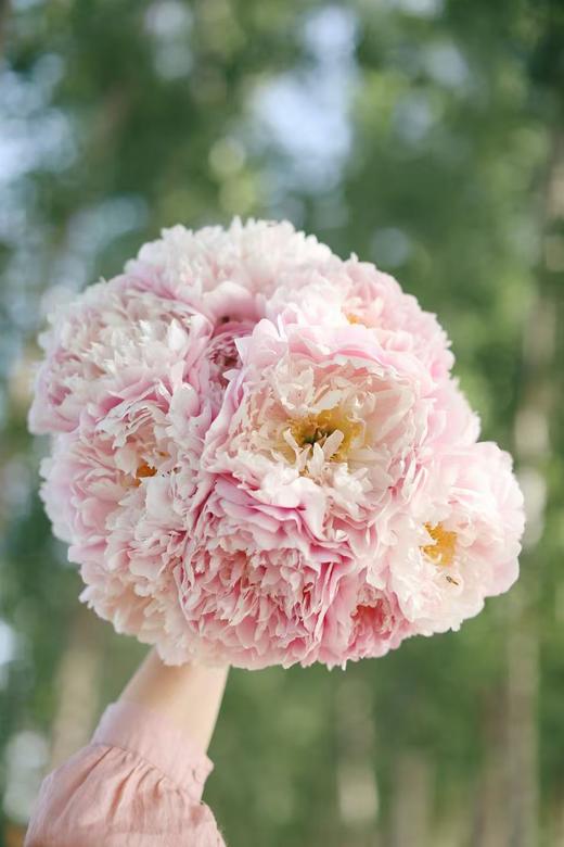 【预售！4.20起陆续发出】粉色魅力【人间四月天，芍药铺庭前】简小姐精选粉色新品 粉色魅力5枝 2件顺丰包邮 商品图3